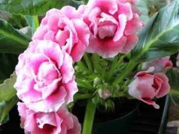pay online or by mail: Gloxinia