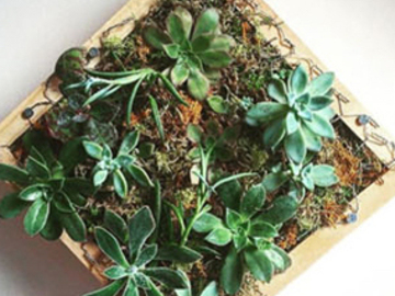 Events priced per-person: Succulent Wall Gardens