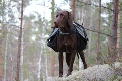 Vuokrataan (päivä): Non Stop Amundsen koiranreppu L-koko