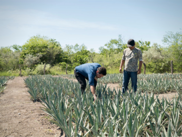 Discover: Mezcal Ranch Experience