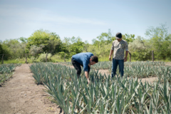 Discover: Mezcal Ranch Experience