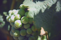 Discover: Galilee Wine Tour
