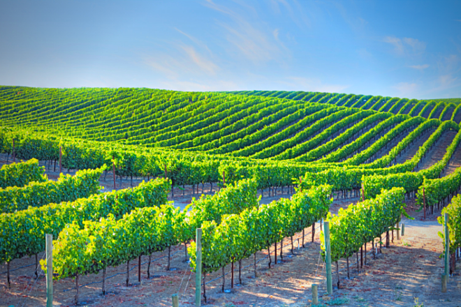 Galilee Wine Tour
