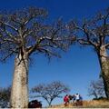 Réserver (avec paiement en ligne): Trekking discovery of Makay - Madagascar
