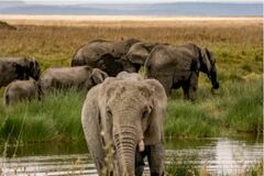 Book (with online payment): Kilimanjaro - Lemosho route and safari - Tanzania