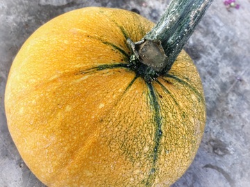 pay online only: Gem Squash South African Giant Orange