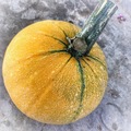 pay online only: Gem Squash South African Giant Orange