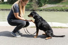 Dienstleistung: professionelles Hunde Verhaltenstraining