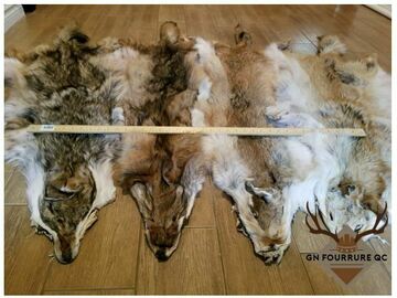 Verkaufen: Peaux de coyote 