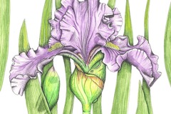 Online Payment - Group Session - Pay per Course: Nature Journaling and Botanical Illustration - 3 Classes