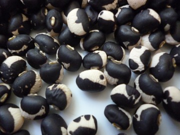 pay online only: Holstein Cowpea