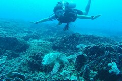 30 Minutes Standard Video Call: Diving in Southeast Asia