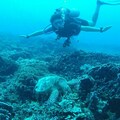 30 Dakika Standard Video Görüşme: Diving in Southeast Asia