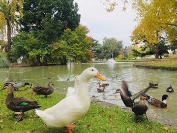 Walk-in: Wildlife watch at the tranquil table by the lake | Caulfield Park