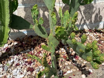 Sales: Cactus à vendre 