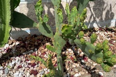 Sales: Cactus à vendre 