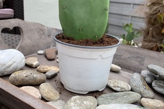 Sales: À vendre cactus 