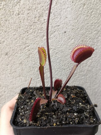 Dionaea Bohemian Garnet x Red Piranha