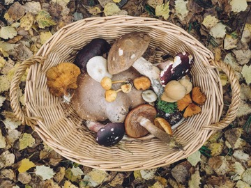 Online Payment - 1 on 1: Foraging for Wild Foods