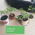 Echange: Pieds de tomates 