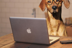 Dienstleistung: Online Hundeschule