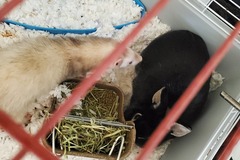   : Ferret & Rabbit pair