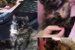 Announcement: Mi gatita Minina se encuentra extraviada