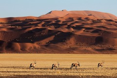 Book (with online payment): Découverte et Safari - Namibie
