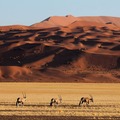 Réserver (avec paiement en ligne): Découverte et Safari - Namibie
