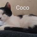   : Coco