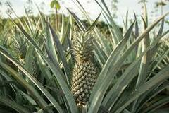 Vendre: Ananas frais export