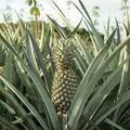 Sell: Ananas frais export