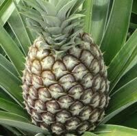 Ananas frais export