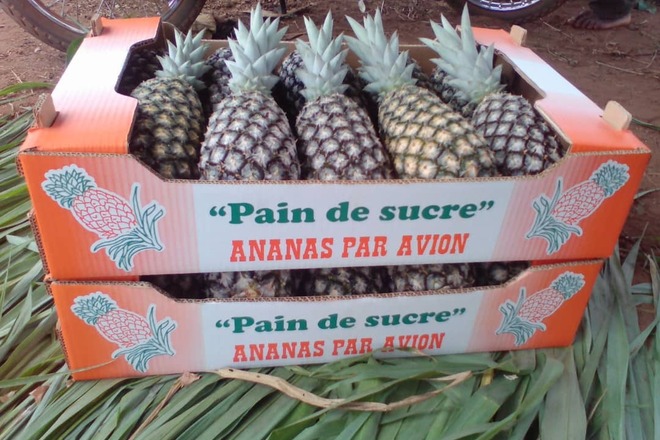 Ananas frais export