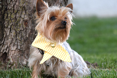 Selling: The Snap Bandana in Yellow Check