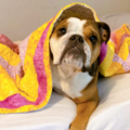 Selling: Quilts  - Handsewn Beautiful Comfort Quilts for Dogs