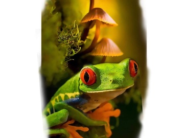Tattoo design: Red Eyed Tree Frog