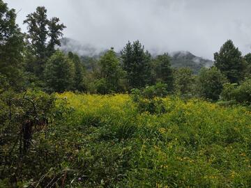 Land Available for Lease: Mountain Meadows