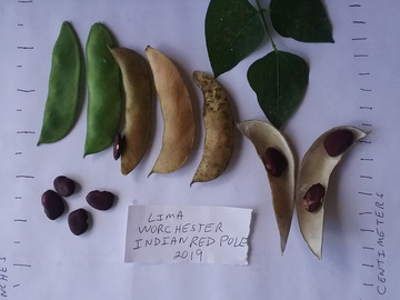 pay by mail only, w/ request form: Worchester Indian Red Pole Lima Bean