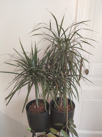 Vend 2 Palmiers Dracaena Marginata Homoplantus