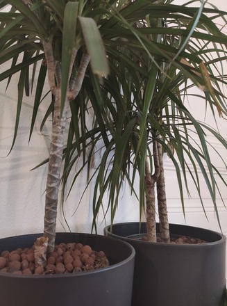Vend 2 Palmiers Dracaena Marginata Homoplantus