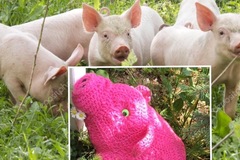 Vente au détail: Peluche cochon au crochet 