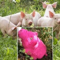 Vente au détail: Peluche cochon au crochet 