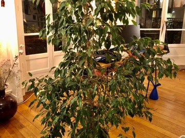 Giving away: Donne Ficus 1m60