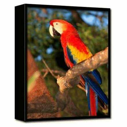 Wholesale Trends International Macaw Parrot 3 D Printed Frame I Simple Lots 清算