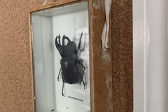 For Sale: Shadow Box Beetle 