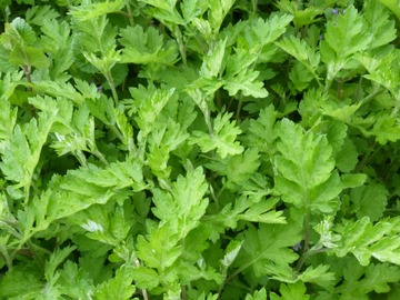 pay online or by mail: Common Mugwort