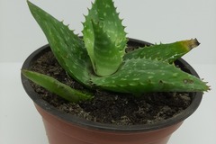 Sales: Aloe squarrosa