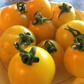 pay online or by mail: Hartman's Yellow Gooseberry Tomato