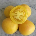 pay online or by mail: Yellow Garden Peach Tomato